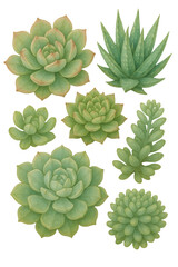 Watercolor Painting of Various Green Succulents