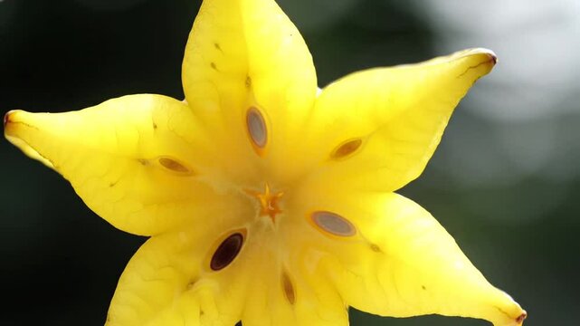 Detailed View Of A Fresh Yellow Star Fruit Cross Section