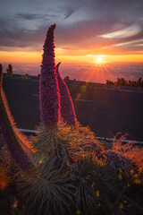 Atardecer entre tajinastes en la isla de la Palma