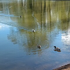 Serene spring scene of ducks gliding across a tranquil lake. Blue sky reflects on water, while gentle ripples and green trees frame the peaceful wildlife moment.
