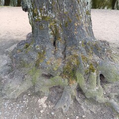 old tree trunk with moss-covered roots in park, textured bark and gnarled base near path and pond, concept of ancient nature, earthy textures and fairytale forest detail