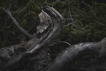 Naturaleza viva en la isla de la Palma
