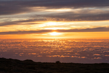 Atardecer entre tajinastes en la isla de la Palma