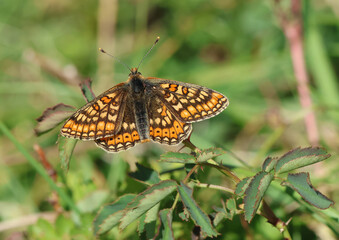 A rare Marsh Fritillary Butterfly, Euphydryas aurinia, resting on a plant in a meadow.