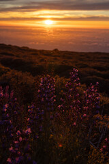 Atardecer entre tajinastes en la isla de la Palma