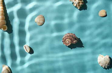 Seashells with underwater shadows on the blue background top view.