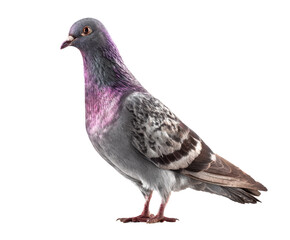 Fototapeta premium Colorful pigeon displaying vibrant plumage in a natural pose