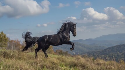 Obraz premium Black horse leaping on hilltop