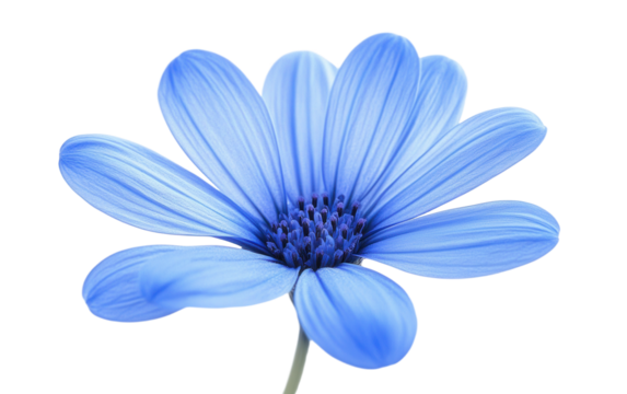 Single blue flower on transparent or white background