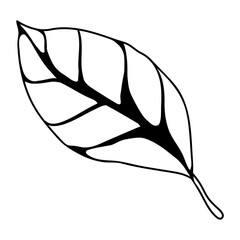 Illustration of leaf. Spring or summer stylized foliage.