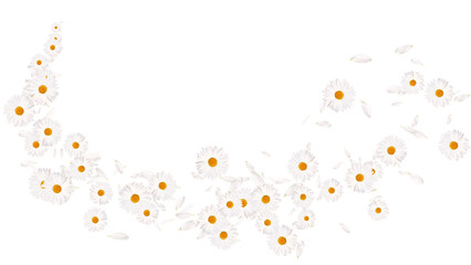 white daisies flower trail isolated on transparent background, png cosmetic beauty and wave isolated design element © AIDIN