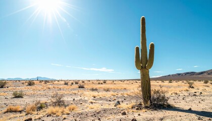 Lone Cactus in Minimalist Desert Landscape Under Bright Sunlight