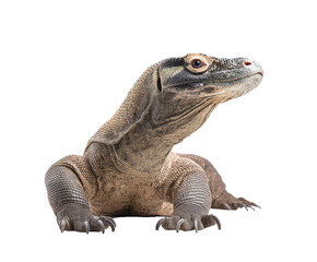 Graceful reptile with unique traits in natural light on a transparent background, cut out