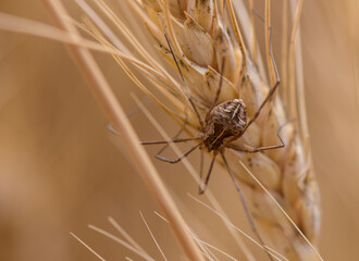 . Close-up of a spider sitting on a rye ear in a field in Cyprus. Natural light highlights the intricate details of the insect and plant.