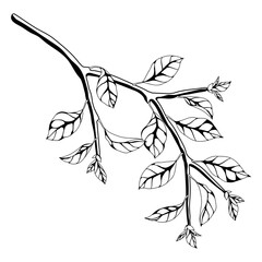 Illustration of branch with leaves. Spring or summer stylized foliage.