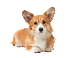 Corgi dog resting with expressive eyes and fluffy coat in playful pose on a transparent background, cut out