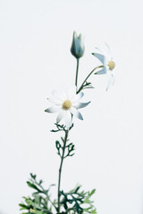 フランネルフラワーActinotus helianthi