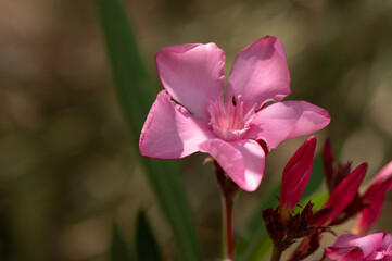 Pink oleander flower close-up