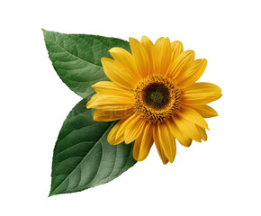 Obraz premium Bright sunflower with green leaves for seasonal design on a transparent background, cut out