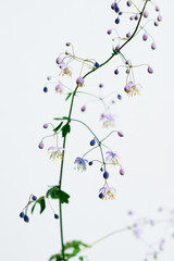 紫錦唐松（シキンカラマツ）Thalictrum rochebrunianum