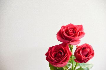 赤い薔薇
