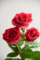 Obraz premium 赤い薔薇