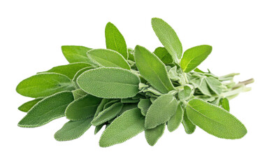 Obraz premium Bunch of fresh green basil on transparent or white background