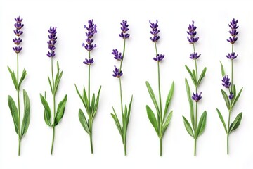 Naklejka premium Lavender sprigs isolated on white background for aromatherapy, decoration, and botanical illustration.