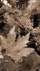 Leaf Autumn Closeup Sepia Vertical Nature Artistic Perspective. Concept: Natural Aesthetic Contrast