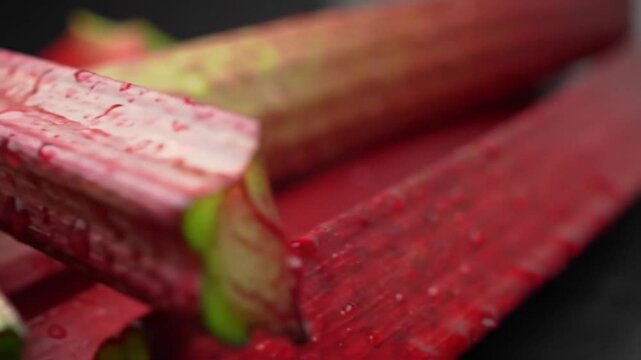 Fresh Rhubarb Stalks Gleaming With Morning Dew Close Up View
