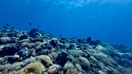 A coral reef with fish is illuminated by the sun's rays underwater. A view of a coral reef underwater and the slanting rays of the sun passing from the surface through the thickness of the water.