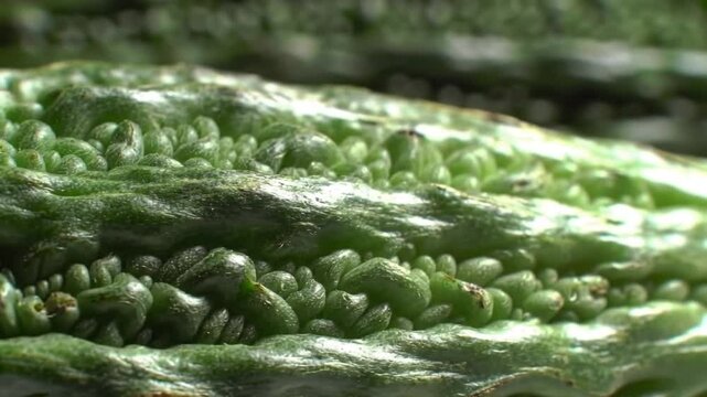 Close View Of Green Bitter Gourd Vegetable For Health Benefits