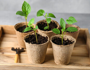 Young plants in biodegradable pots showcase vibrant green leaves, symbolizing growth and sustainability. These eco friendly containers are perfect for nurturing seedlings in natural way