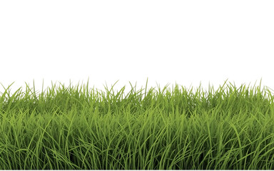 Obraz premium Green grass png image