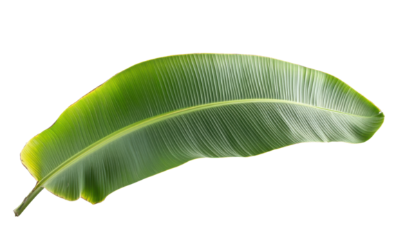 Leafy green leaf on transparent or white background