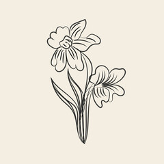 Elegant Line Art Drawing of Two Daffodils with Stems and Leaves