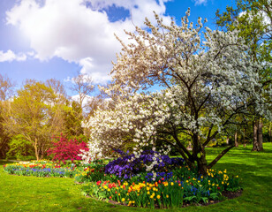 Fototapeta premium garden scene featuring blooming flowers and trees under bright blue sky. colorful blossoms create picturesque landscape, evoking feelings of joy and tranquility