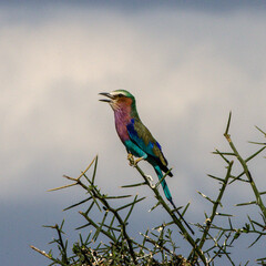 choucador dans le Parc du Sérengeti en Tanzanie