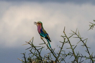 choucador dans le Parc du Sérengeti en Tanzanie