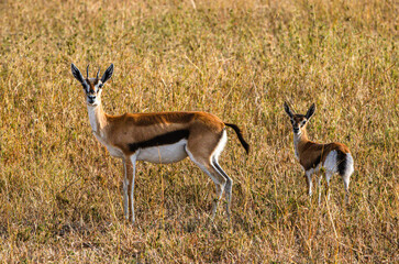 gazelles de Thomson dans le Parc du Sérengeti en Tanzanie