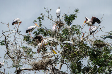 tantales dans le Parc du Sérengeti en Tanzanie