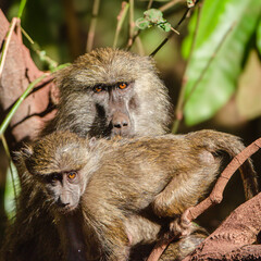 babouins dans le Parc du Sérengeti en Tanzanie
