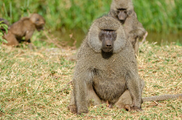 babouins dans le Parc du Sérengeti en Tanzanie