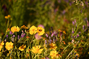 field of yellow flowers