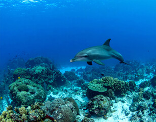 dolphin swims gracefully through vibrant coral reef, showcasing its sleek body and playful nature. underwater scene is filled with colorful corals and marine life, creating serene atmosphere