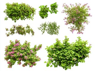 Fototapeta premium Assorted Spiraea Japonica Shrubs on White Background Isolated for Landscaping Design and Architectural Visualization Cutout Style
