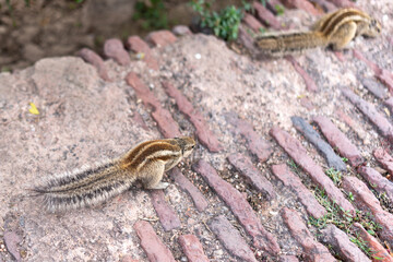 Two Indian Palm Squirrels on an Ancient Stone Path in Agra, India