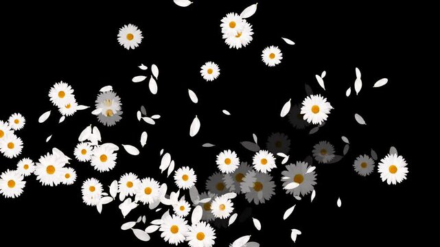 white daisies flower trail alpha channel animation, cosmetic beauty and drink isolated motion design element