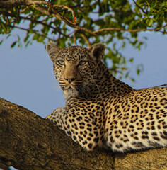 leopard in the tree