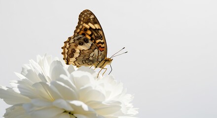 Soft light illuminates delicate brown butterfly perched gently on pristine white flower. AI Generated